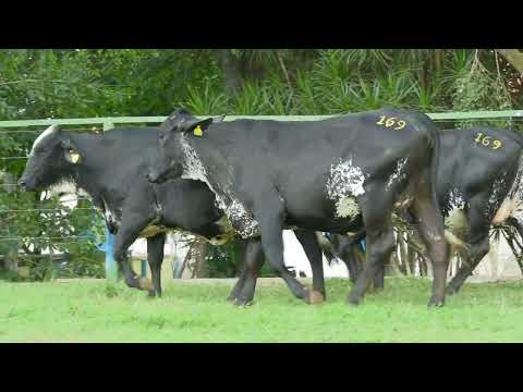 LOTE 169   23º LEILÃO GIROLANDO FAZENDA SANTA LUZIA