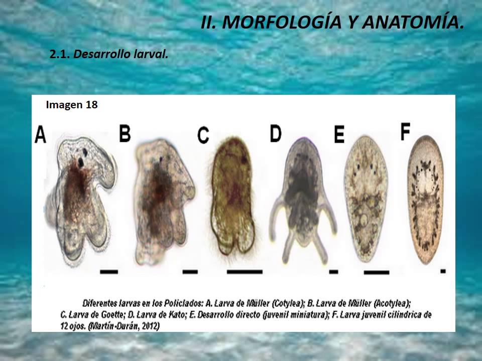  Biología Animal