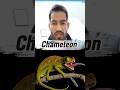 This Animal Can Move Its Eyes 360° 😲 #shorts #Chameleon #chameleons