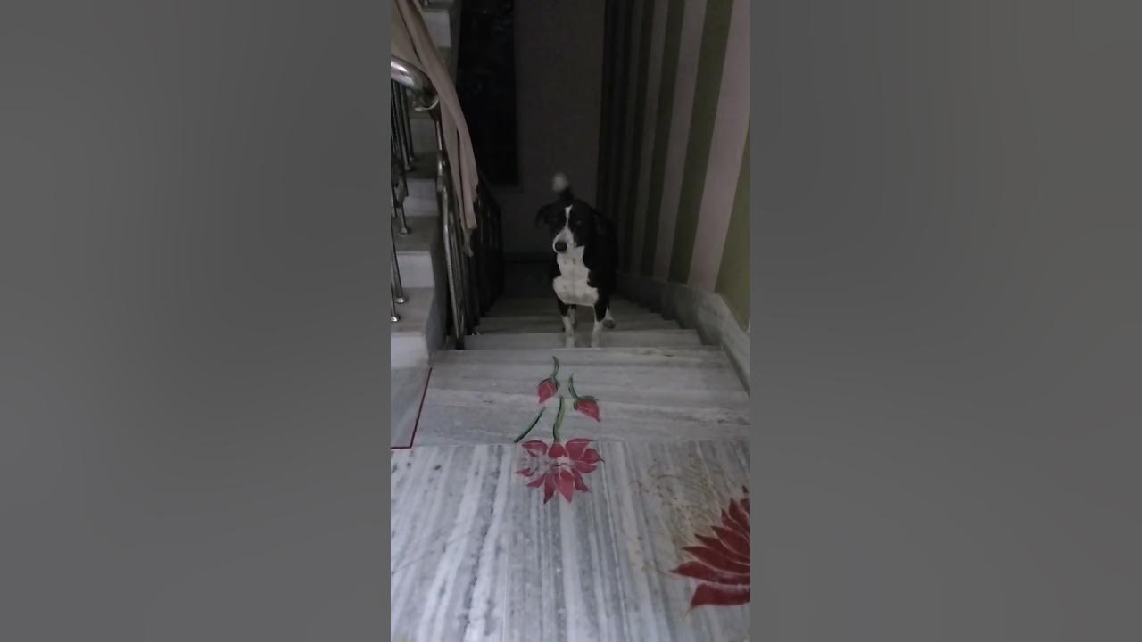 CANDLE LIGHT🕯️ TAIL DOGGO. YouTube