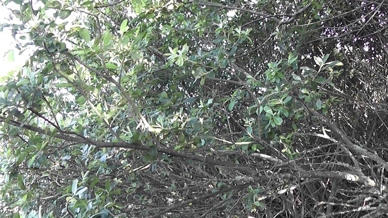 Marsh Warbler singing at Porth Hellick, Scilly, June 2012