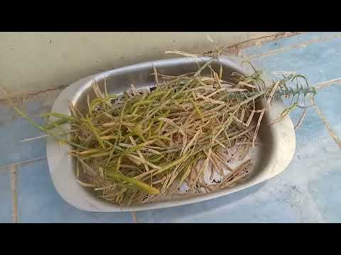 كيفيه حصاد بذور الكرنب والارنبيط وشاهدفلفل من العام الماضى