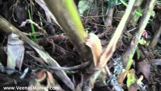 How to harvest cardamom