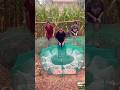 Box Net Fishing Magic! Pond Catch Using Simple Food Trick 🐟🔥 #fishing #shortsvideo #net #box #food☘️