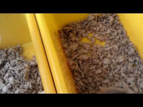how to train your hamster to come to your hand