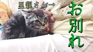【お別れ】子猫が里親さんの所へ行きました