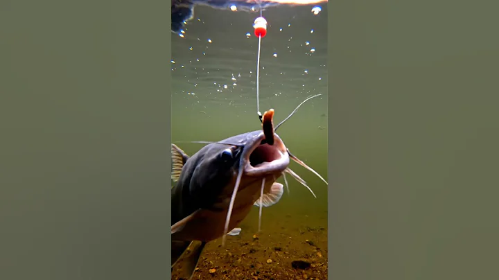 🎣 CRAZY Fish Bite! You WON'T Believe What Happened! 🤯 #Fishing #Bait