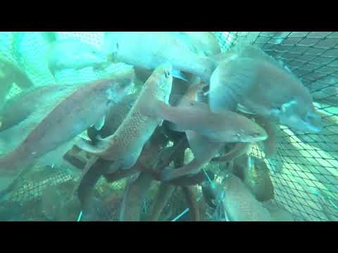Amazing fish trap in sea# GoPro in <strong>bait</strong> trap