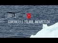 Cuverville island antarctica 4k