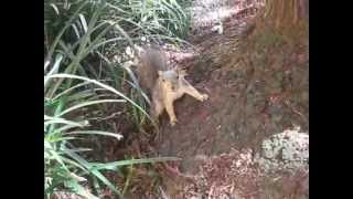 awesome UCLA squirrel