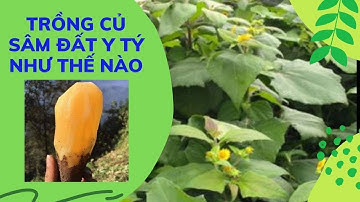 Cách Trồng & Chăm Sóc Củ Giống Khoai Sâm Đất Của Y Tý Lào Cai, Những Lưu Ý Khi Sử Dụng Sâm Đất