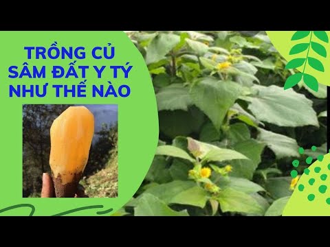 Video: Thông tin về rễ Yacon - Cách trồng cây Yacon trong vườn