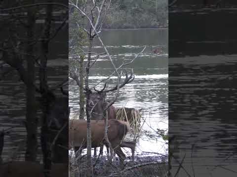 HUGE Stag ruts in the water with females! #deer #wildlife #antlers#shedhunting
