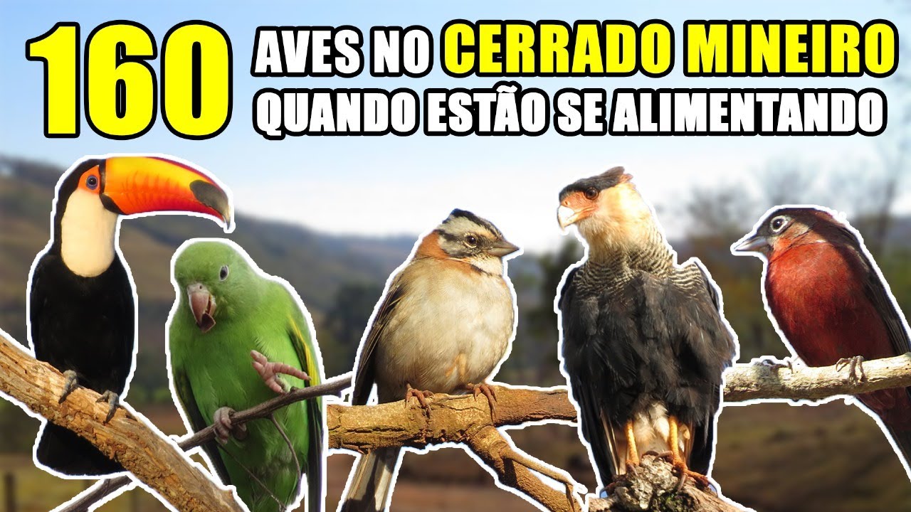 01 - 160 Aves no cerrado mineiro quando estão se alimentando