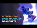 Introducing captive bred baby mandarin dragonet and feeding challenges  blue reef tank