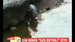 KİM DEMİŞ KUŞ BEYİNLİ DİYE Resimi