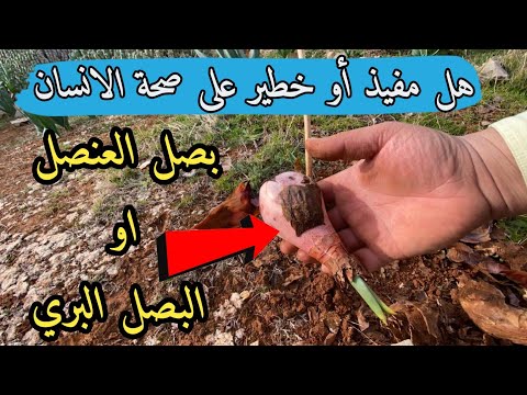 بصل العنصل البصل البري فوائد بصل العنصل او العنصلة او البصل البري على صحة الإنسان و طريقة التحضير