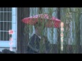 城崎夢しぐれDVD CMスポット 灘みやこ
