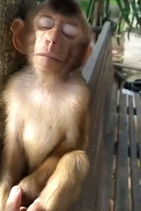 viral mentahan jadi monyet tiktok | mentahan monyet tidur viral tiktok dan instagram