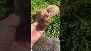 First time walking outside #puppy #pets #cute #cutedog #cutepuppy #puppylove #doglife