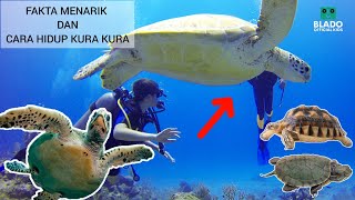FAKTA MENARIK DAN CARA HIDUP KURA KURA