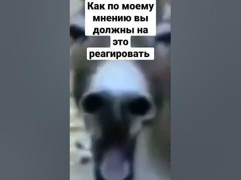 Ха-ха-ха-ха #мем #мемы #осёл #shorts #short - YouTube