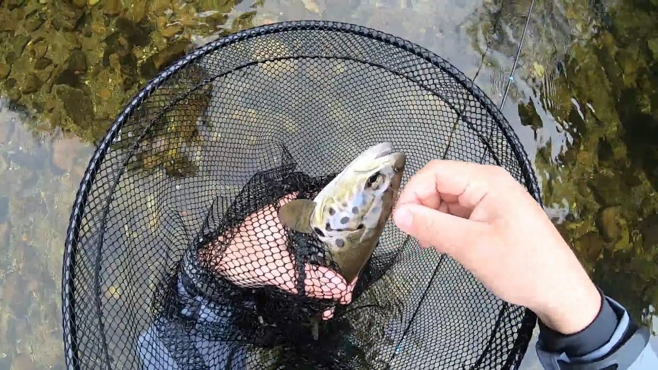 Truchas a Ninfa en Galicia