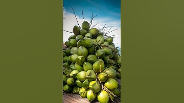 Cutting Coconut with Sharp Knife | ASMR Relaxing Sounds