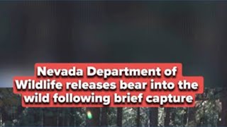 Nevada Department of Wildlife releases bear into the wild following brief capture
