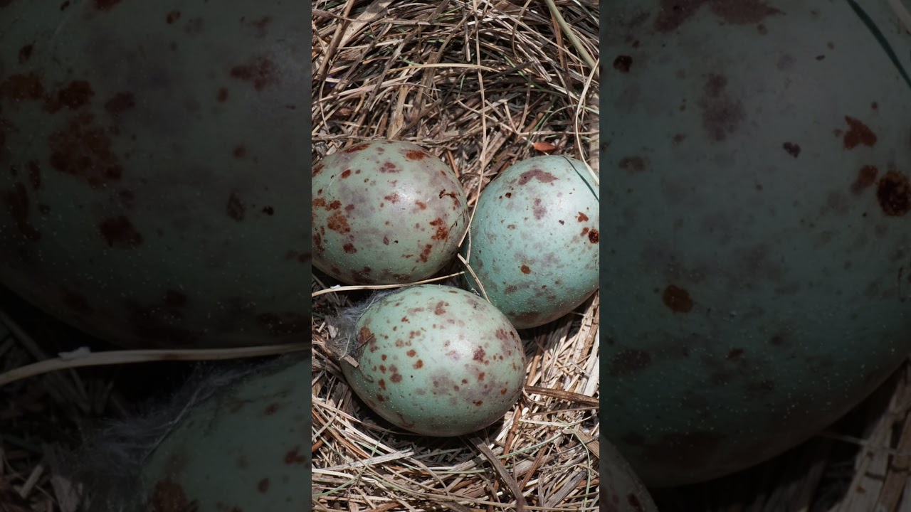 MISTLE THRUSH Species Guide: Things you need to know - YouTube