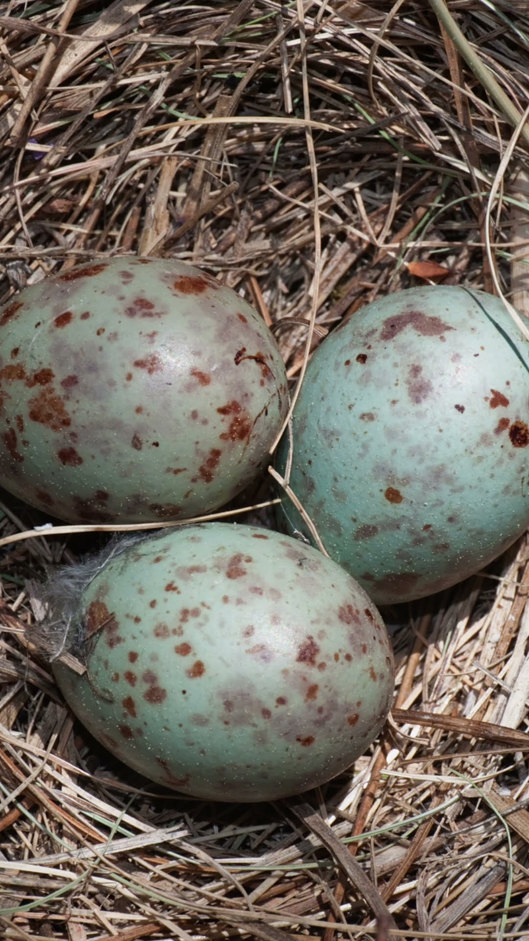 MISTLE THRUSH Species Guide: Things you need to know - YouTube