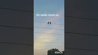 two birds 🕊️