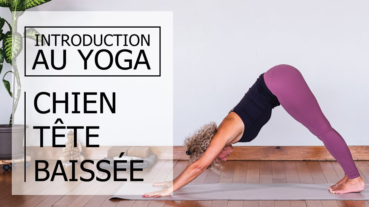 Yoga débutant | Chien tête baissée | Adho Mukha... - youtube