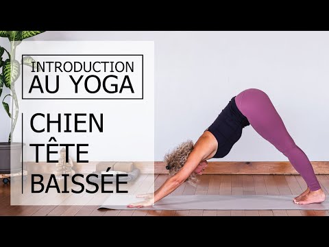 Video Yoga débutant | Chien tête baissée | Adho Mukha... - youtube