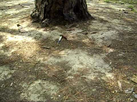 Self Defense strategies for encountering a Killer Pine Tree.