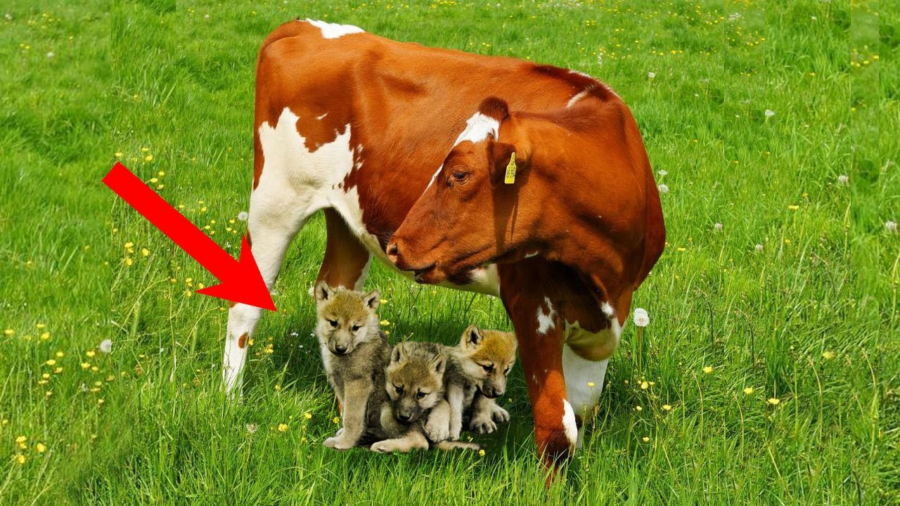 ПРИЧИНА, по которой ВОЛЧИЦА встала на ЗАЩИТУ коровы, УДИВИТ ВАС! - YouTube