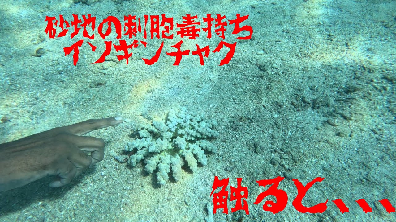 砂地の刺胞毒持ちイソギンチャク - YouTube