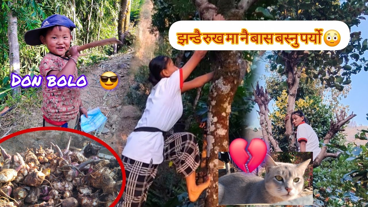 K TAPAI HARU LAI PANI RUKH CHADNU AAUDAIN?ABA YESARI CHADNUS🤠CHATPATEY JUNGLE MA KASLE LEIDIYO ?🤤