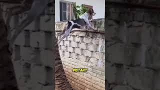 Why Your Dog Observes But Doesnt Engage
