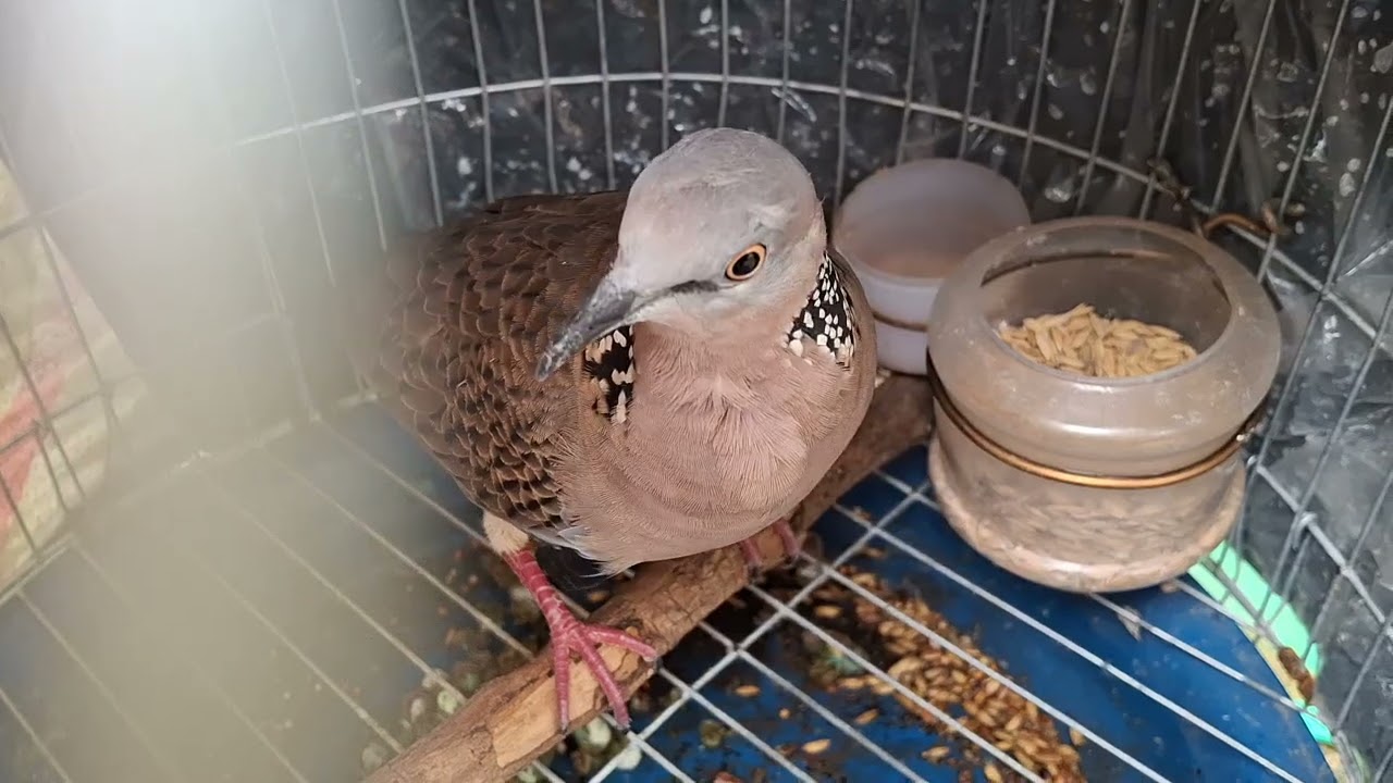 331.đã chia) đồng còi.siêu tốc độ bắn như AK. Lèo rước mạnh.gù tàng khủng khiếp. Zalo 0948630062.