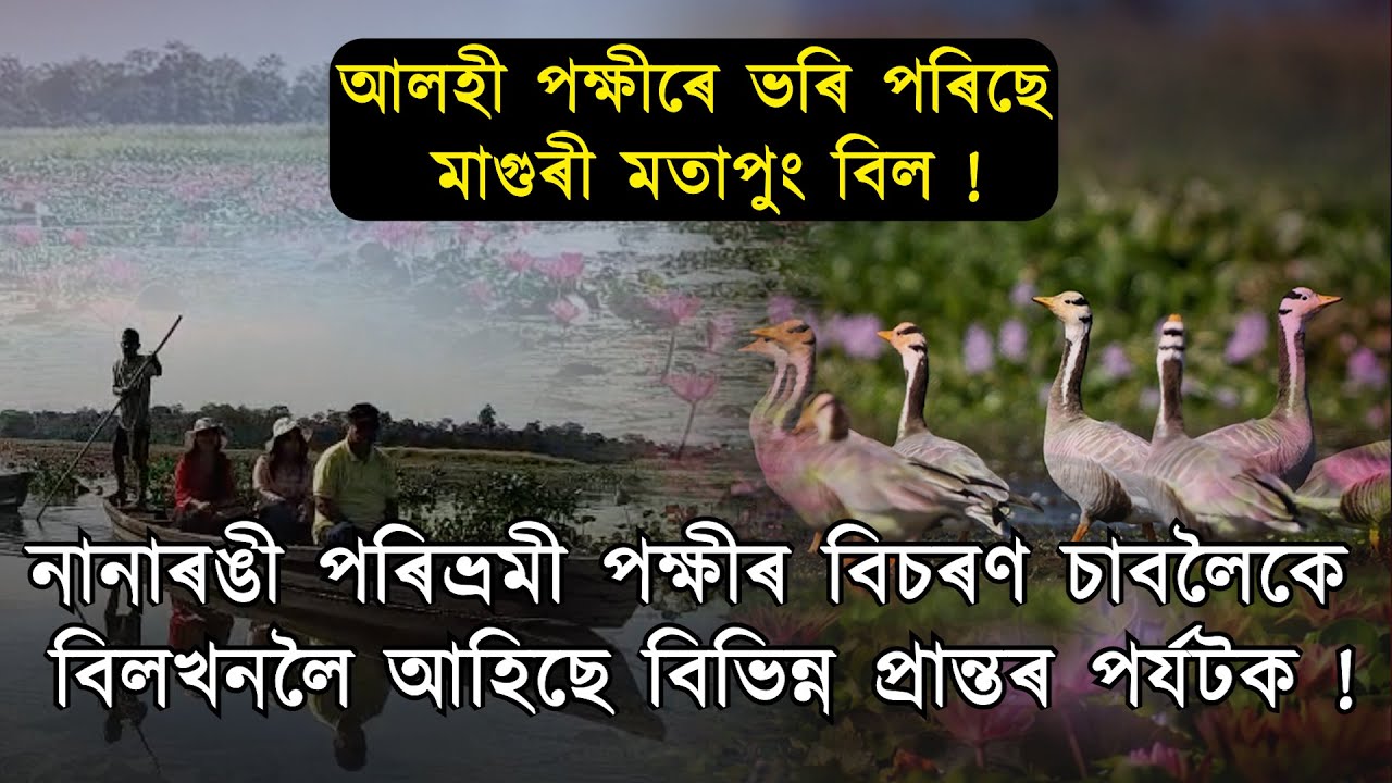 শীতৰ আগমনত আলহী পক্ষীসকলৰ বাবে স্বৰ্গভূমি হৈছে তিনিচুকীয়া মতাপুং মাগুৰী বিল !