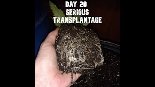 TempleGrower Transplants Seedsman Seeds' LA Peyote Kush - Day 20