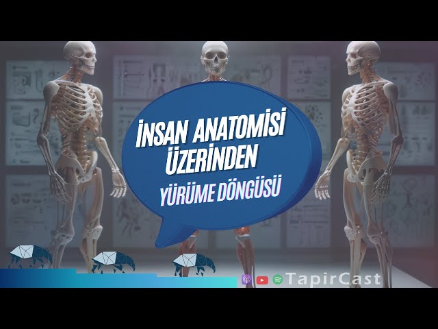 İnsan Anatomisi Üzerinden Yürüme Döngüsü (Gait Cycle)