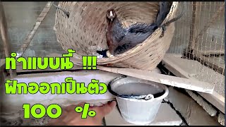 เพิ่มความชื้นการฟักไข่ ให้กับแม่ไก่ ในฤดูร้อน แบบง่ายๆ