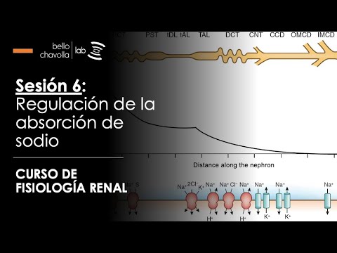 Vídeo: Sensores De Calcio De La Dineína Ciliar Del Brazo Externo: Funciones Y Consideraciones Filogenéticas Para La Evolución Eucariota