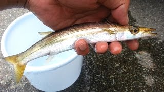 ルアーでカマスが入れ食い!豪華なお土産もＨＩＴ!!