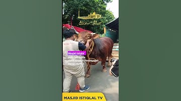 Pemotongan Di Masjid Istiqlal, dilaksanakan pada Hari Sabtu. 07.06.2025 #hewanqurban #masjidistiqlal