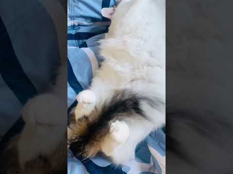 my cat Rover