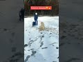 Слон и моська 😂