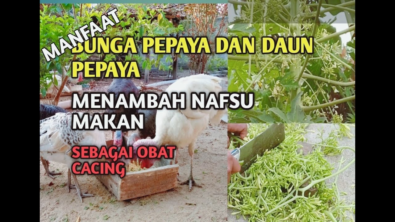 MANFAAT BUNGA  PEPAYA  DAN DAUN PEPAYA  UNTUK AYAM KALKUN 